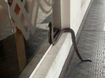 Aparición en zona periurbana