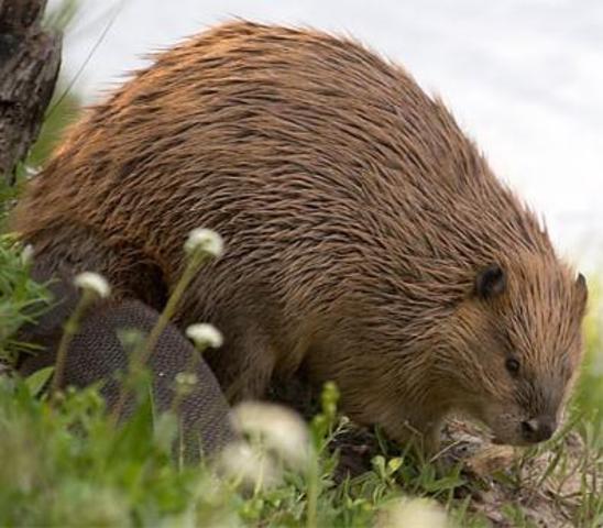 Beaver