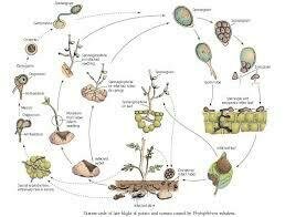 ANTÓN DE BARY Y SU DESCUBIMIENTO