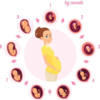 Timeline: DESARROLLO PRENATAL
