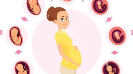 Timeline: DESARROLLO PRENATAL