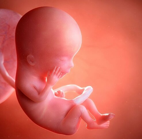 Tercer mes de embarazo