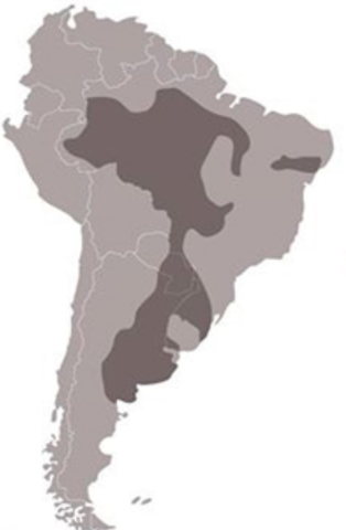 DISTRIBUCIÓN