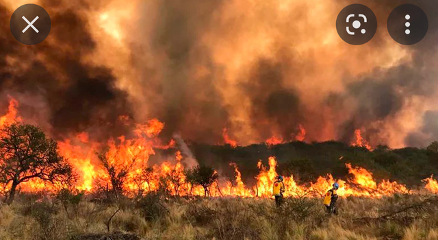 “Problemática del comportamiento de los lagartos luego de un incendio forestal"