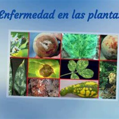 Timeline: “Historia de los conceptos de causa y enfermedad: paralelismo entre la Medicina y la Fitopatología”