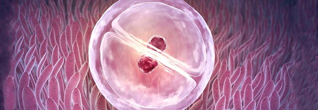 Fecundación