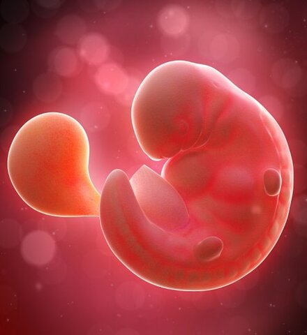 Corazón y vasos sanguíneos