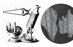 Inicio de la relación del descubrimiento de la célula