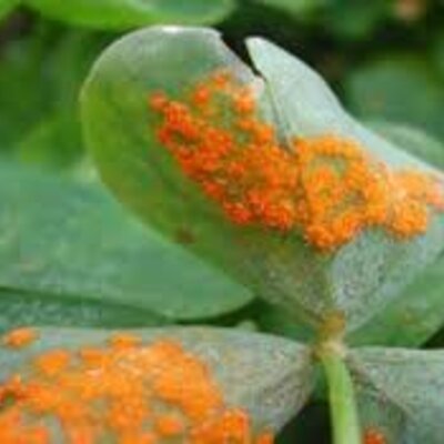 Timeline: Fase 1 Origen de la enfermedad y generalidades de los fitopatógenos Amalfi Hernández