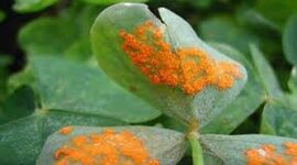 Timeline: Fase 1 Origen de la enfermedad y generalidades de los fitopatógenos Amalfi Hernández