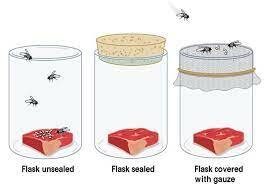 Experimentos de Francesco Redi