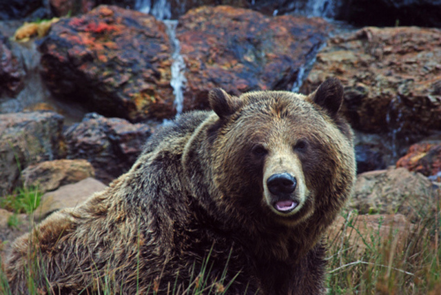 L & C pass beyond the point on the Missouri river where no white man has ever explored before, encounters with bears