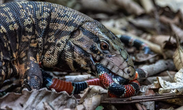 EFECTOS DEL CALENTAMIENTO GLOBAL