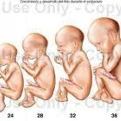 Timeline: DESARROLLO PRENATAL