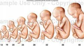 Timeline: DESARROLLO PRENATAL
