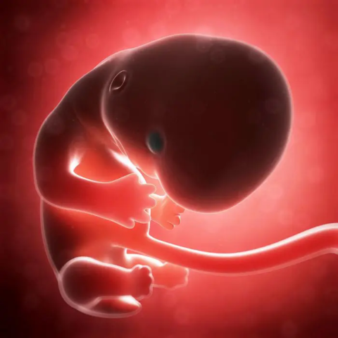 2do mes de gestación prenatal