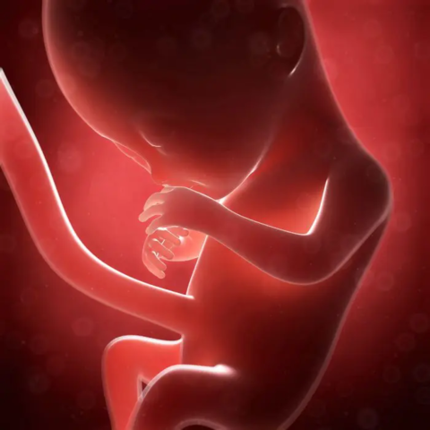 5to mes de gestación prenatal