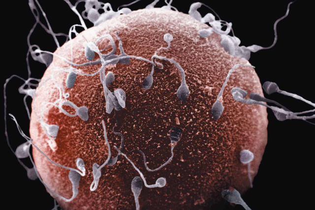 Fecundación fase #2.