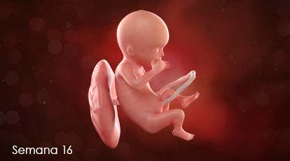 Semana 16: Los músculos faciales ya le permite realizar una variedad de expresiones, como fruncir el ceño.