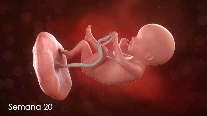 Semana 20: Ahora pesa unas 11 onzas. El bebé ocupa cada vez más lugar en su útero y este crecimiento continuo hará presión sobre sus pulmones, su estómago, su vejiga y sus riñones.