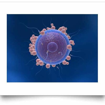 Timeline: DESARROLLO PRENATAL