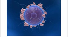 Timeline: DESARROLLO PRENATAL