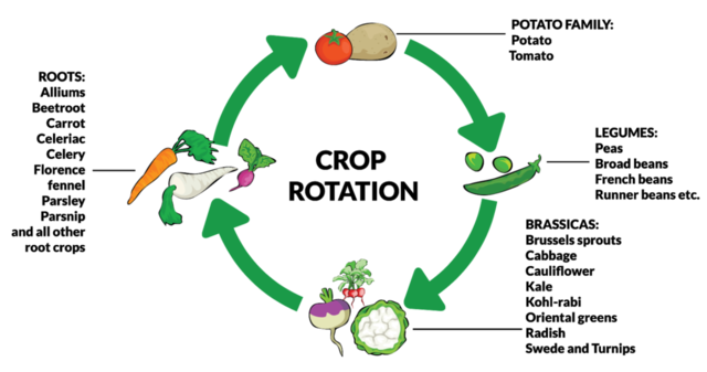 Invention of the Four Crop Rotation System