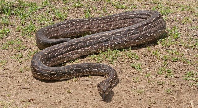Boa constrictor occidentalis