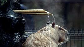 Timeline: Han Dynasty begins in China