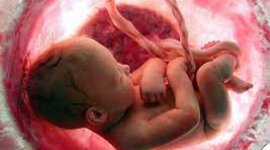 Timeline: Desarrollo Prenatal