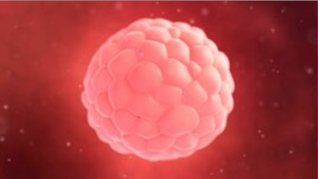 Primer Periodo del Desarrollo Embrionario