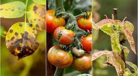 Timeline: Dalver Moreno -Fase 1 Origen de la enfermedad y generalidades de los fitopatógenos