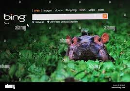 WhatsApp y Microsoft
