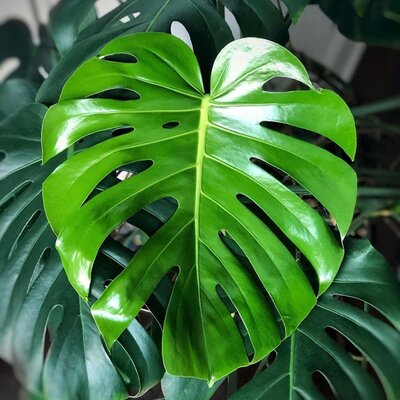 Timeline: Tropical plants: Monsteras