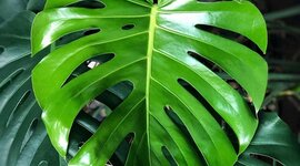 Timeline: Tropical plants: Monsteras