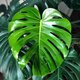 Monstera