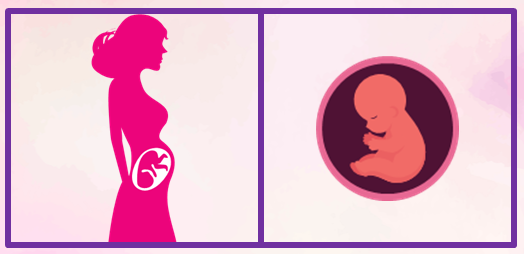 Quinto mes de embarazo