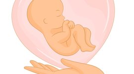 Timeline: Desarrollo Prenatal