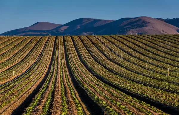 The First Enclosure Act 2