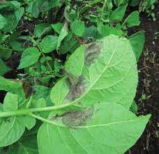 TAXONOMÍA DE LAS ENFERMEDADES