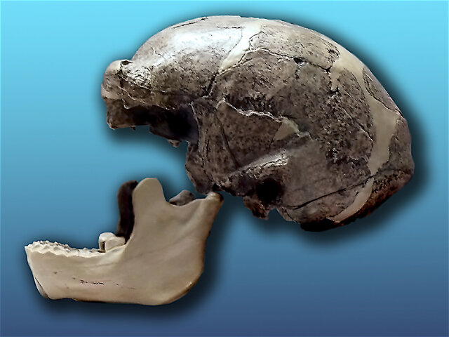 El Homo Erectus o Sinanthropus Pekinensis apareció
