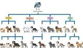 Selective breeding became widely used