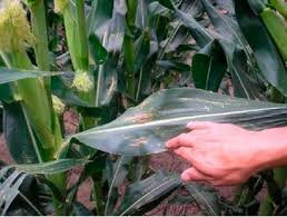 Otras nociones de causas.