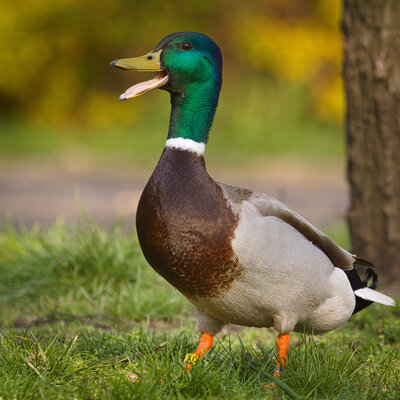 Timeline: LINEA DEL TIEMPO GIRALDO