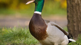 Timeline: LINEA DEL TIEMPO GIRALDO