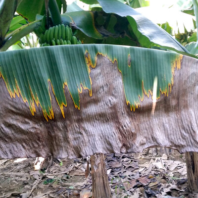 Timeline: Generalidades sobre las Teorías de las enfermedades (Diego Ordoñez)