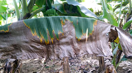 Timeline: Generalidades sobre las Teorías de las enfermedades (Diego Ordoñez)