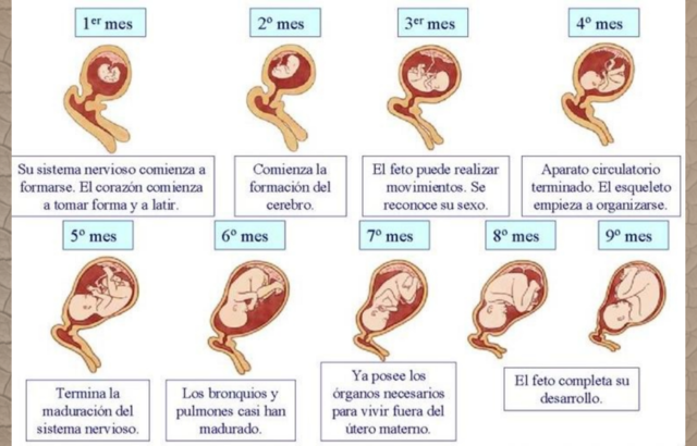 ETAPAS DEL DESARROLLO PRENATAL