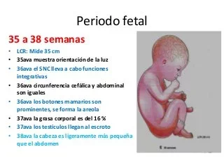 PERÍODO FETAL