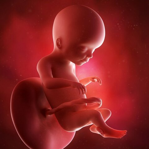 Segundo Período Fetal